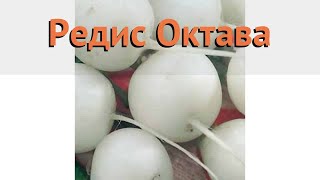 Редис обыкновенный Октава (oktava) ? редис Октава обзор: как сажать семена редиса Октава