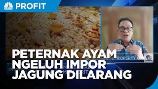 Peternak Ayam Mengeluh Impor Jagung Dilarang, Ini Efek Buruknya!