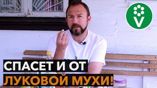 НЕ ВЗДУМАЙТЕ САЖАТЬ ЛУК, пока не узнаете этот рецепт обработки от болезней и вредителей!