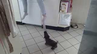 puppy take the sock of henny , great job