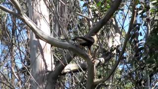 Traro (Caracara plancus)