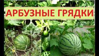 Бахча, арбузы ещё наливаются
