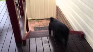 Мопс поднимается по лестнице  D   PUG DOG STAIR CLIMB WIN