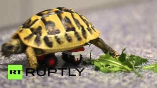 В Германии черепаху с больными лапами оснастили колесами Lego