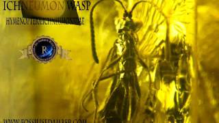 INSECTS IN AMBER- EVIDENCE OF LIFE