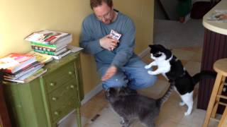 Cats want treats 2