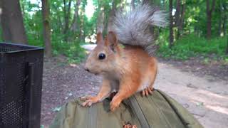 Прибегала знакомая белка / A familiar squirrel came running