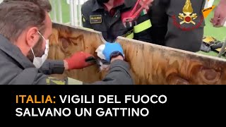 Italia: i vigili del fuoco salvano un gattino