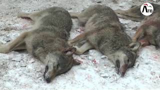 Лепель Охота на волков 22 01 18 Infograd