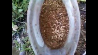 Как отделить опарыша / How to separate maggots!!!!