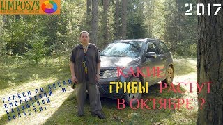 Какие грибы растут в ОКТЯБРЕ или воскресная прогулка по лесу! 2017