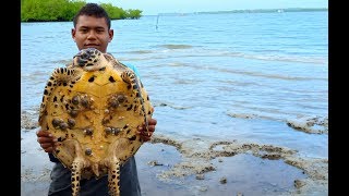Mancing ikan malah dapat cumi sama penyu