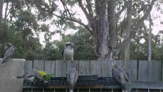 Kookaburra attacked by Noisy Miners HD 1080p