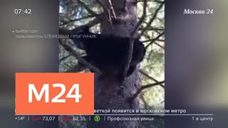 Тверкующий медведь был замечен в лесах Калифорнии - Москва 24
