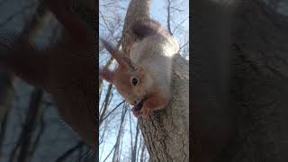 Белка на дереве / Squirrel on a tree