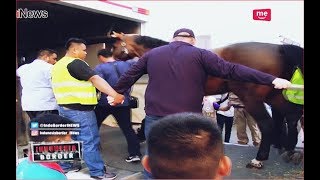 Pengamanan Petugas Bandara Saat Kuda Asal Belgia Datang Part 03 - Indonesia Border 03/09