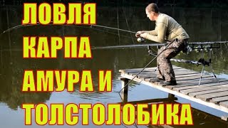 Ловля карпа, амура, толстолобика в июле на пруду Коряги в Белгородской области #рыбалкаскарпятником