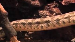 Armenian Viper "Gurza" Змея Гюрза