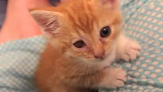 Tiny Toby (The CVS/Pharmacy Rescue Kitty)