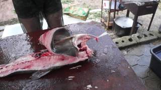 Разделка толстолобика. Нож Рысь. 9ХС. ООО Эльбрус