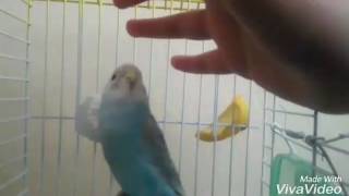 My Bird Hates Me