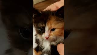 киска. малышка. девочка. зверек..мурка