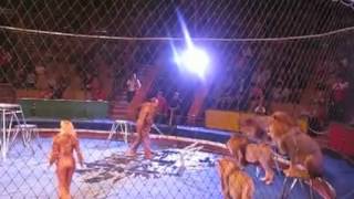 LIONS ATTACK TRAINERS!!!!!