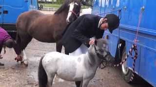 Fecs lulu maize pure bred falabella filly