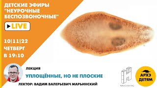 Детский эфир "Уплощённые, но не плоские" курса "Неурочные беспозвоночные" Вадима Марьинского