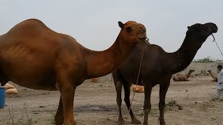 Camel Arrived - Live From Sohrab Goth Mandi 30 July 2018