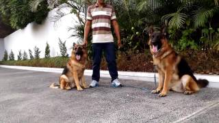 Pelatihan Anjing German Shepherd Yogyakarta