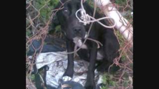 Stop aux chiens martyrs d'Espagne ...Salvanimal-France