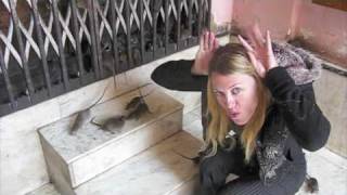 Crazy Rat Palace in India