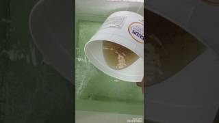 Hướng dẫn thả cá bột 2 tuần tuổi từ hồ ép ra hồ lớn dành cho ACE mới chơi by Kibi Betta Shop