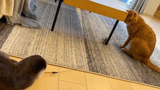 猫と遊んでたらカワウソが嫉妬して拗ねてしまった！ Otter manipulates catnip toy to play with cat!