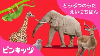 ABCどうぶつきしゃ | どうぶつのうた 英日版 | 子供向け英語の歌 | ピンキッツ童謡
