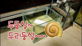 애플스네일 Pomacea canaliculata 널 위해 준비했어 Healing aquarium