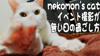 猫がひたすらモミモミふみふみして可愛いやつ ダンスイベント撮影の無い日の過ごし方