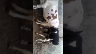 Best HF cow