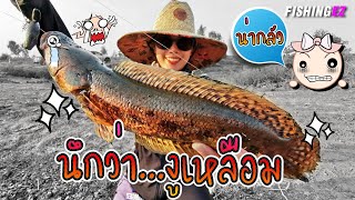 ปลาลายงูเหลือม มันอยู่ในคลอง  by FISHINGEZ วันที่ 26-12-2562