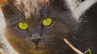 a stray dog decided to scare away the cats, but the gray cat did not give up