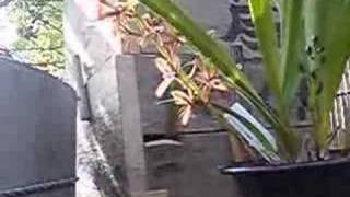 日本ミツバチの分蜂探索蜂の初めての入居の瞬間