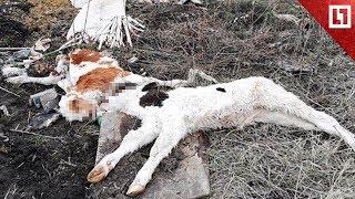 В скотомогильнике нашли человеческий труп