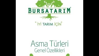 BURSATARIM - AŞILI ASMA FİDANI ÜRETİMİ İNEGÖL