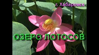 Озеро Лотосов | Lotus Lake | Хабаровск, близ села Галкино | Khabarovsk city