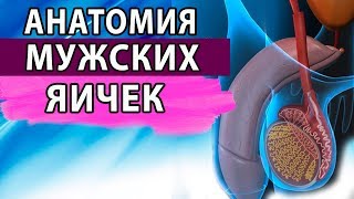 Мужская половая система. Половая система. Мужское здоровье. Урология.