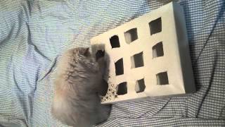 Brinquedo facil para gatos