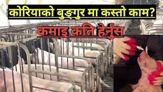 Pig farming in korea from eps worker | korea ma bungur palan | eps sathi