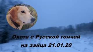 Охота с Русской гончей на зайца 21 01 20