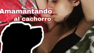 AMAMANTANDO al perro , QUIERE LECHE HUMANA